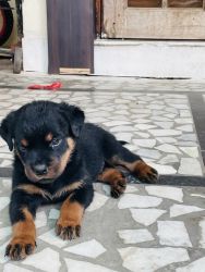 Rottweiler Male Female Show Quality Heavy Bone puppies available