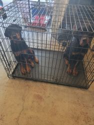 Rotweiler puppies for sale
