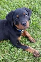 Rottweiler puppy for sale !