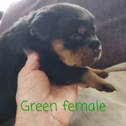 Green Female