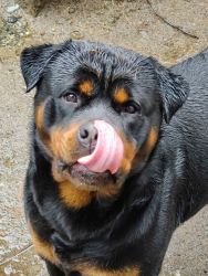 Pure Bred Rottweilers