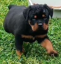 Akc german rottweiler puppies ready now or mothers day
