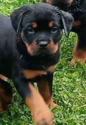 AKC GERMAN ROTTWEILER PUPPIES 8 WEEKS OLD READY NOW
