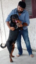 Close to 2 years Rottweiler male up for sale due to relocation