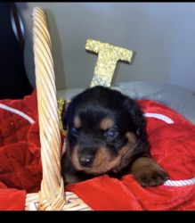 German Rottweiler puppies for sale