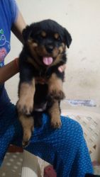 Rottweiler puppies for sale in Salem