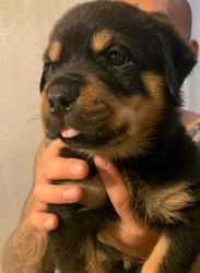 AKC REGISTERED ROTTWEILERS