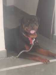 Rottweiler 1.5 yrs old male