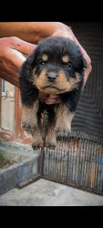 Top quality pure Serbian rottweiler puppies available at breeder price