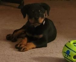 AKC MALE ROTTWEILER FOR SALE