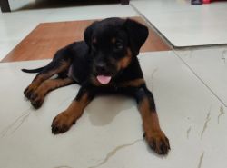I have a rottweiler puppy of 2 months 10 days