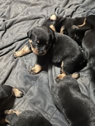 AKC Rottweilier puppies for sale