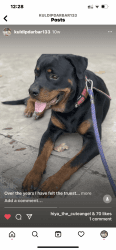 1 and half year old rottweiler I want to sell
