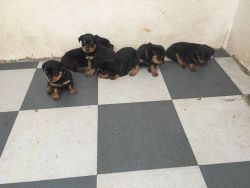 Rottweiler Puppies 35 Days Old