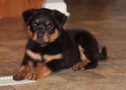 KCI Registered Rottweiler puppies for sale through all over india