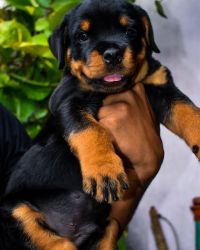 Rottweiler Puppies For sale