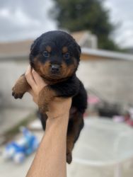 Beautiful Rottweiler Puppies for sale