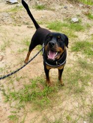Rottweiler 1 year old male