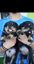 Rottweiler of 25days male female both available