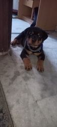 I HAVE 2 MONTHS PURE ROTTWEILER PUPPY WITH FULLY VACCINATIONATED