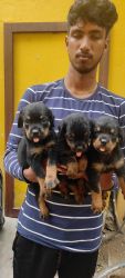ROTTWEILER PUPPIES AVAILABLE IN CHENNAI