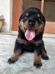 Rottweiler puppies for sale (45days)
