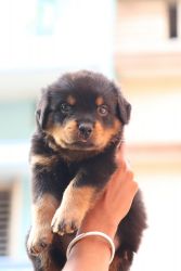 Rottweiler puppy for sale 45days