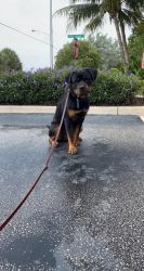 Rottweiler Pup for Sale
