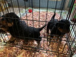 Large Rottweiler Puppies