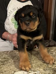 AKC Rottweiler Puppoes