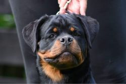 Rottweilers from 3 months till 12 months old