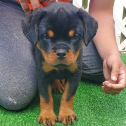 Male Rottweiler puppy 8 weeks old