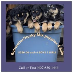 Rottweiler/Husky mix Puppies 4 sale