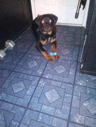 Rottweiler puppy 7mo old need to sell moving soon . please call me @3