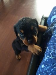 Cute rottweiler female and male left