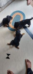 Rottweiler puppies sale