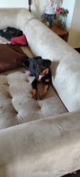 Rottweiler puppy 3 months Male for immediate sale