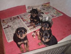 Rotewiler Male Puppy