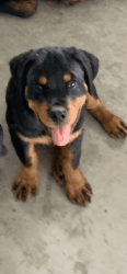 German Full Blood Rottweiler Puppies for Sale