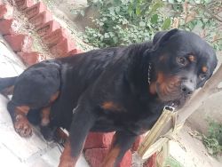 Rott for sale