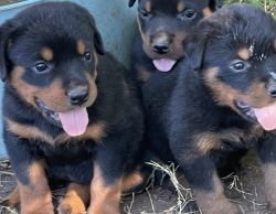 AKC Rottweiler puppys