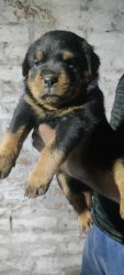 High quality rottweiler puppy for sale