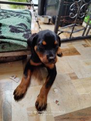 3 month old quality rottweiler female