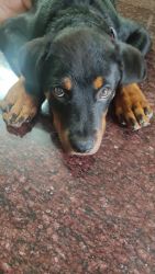 We are selling a Rottweiler of 80 days old..