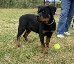 5 month old male AKC registered available