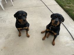 Rottweilers (1 year old)
