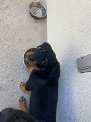 3 month old Rotti name Harlem is looking for a home i