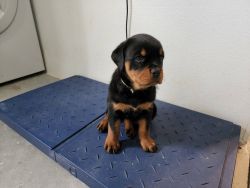 Males and females Rottweiler puppies