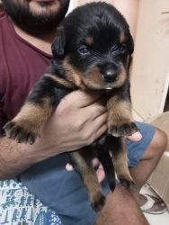 Pure Home Bred Rottweiler Puppies Available!