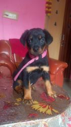 Rottweiler girl puppie for sale